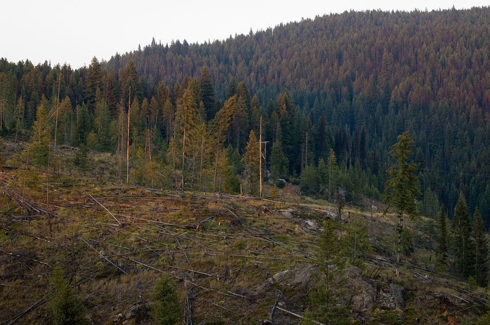 Golden Hour in Idaho 