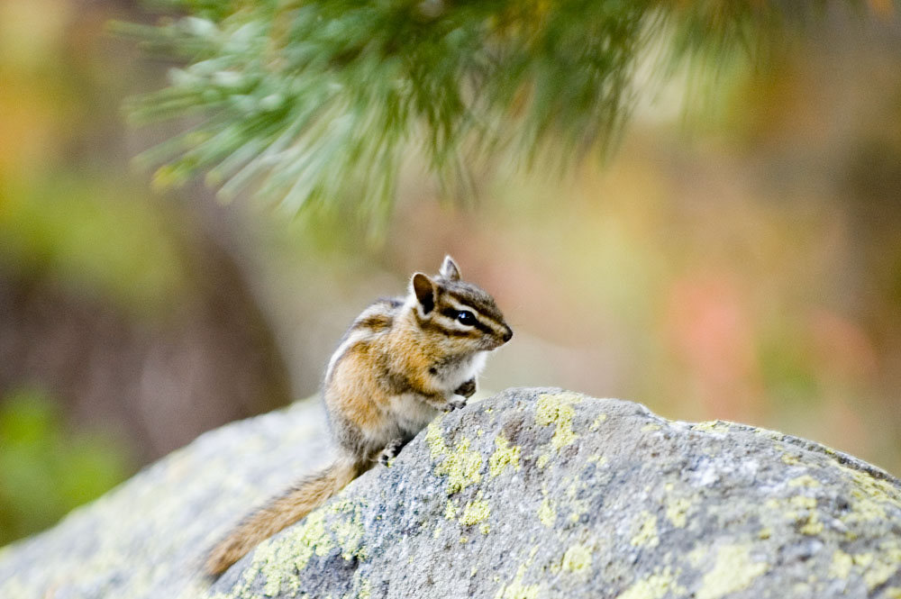 Our friend, Chipmunk 