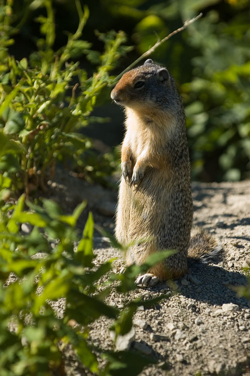 Columbian Ground Squirrel 