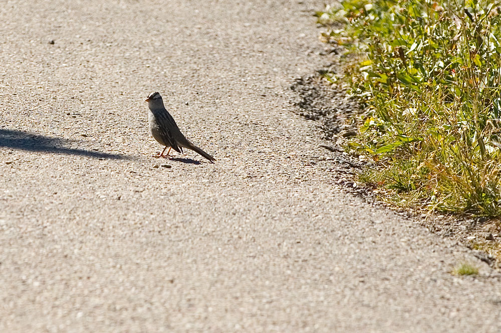 White-crowned Sparrow White-crowned Sparrow - Zonotrichia leucophrys