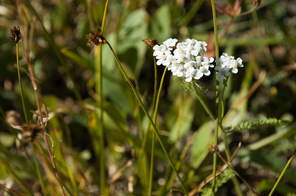 White Flowers at Glacier 