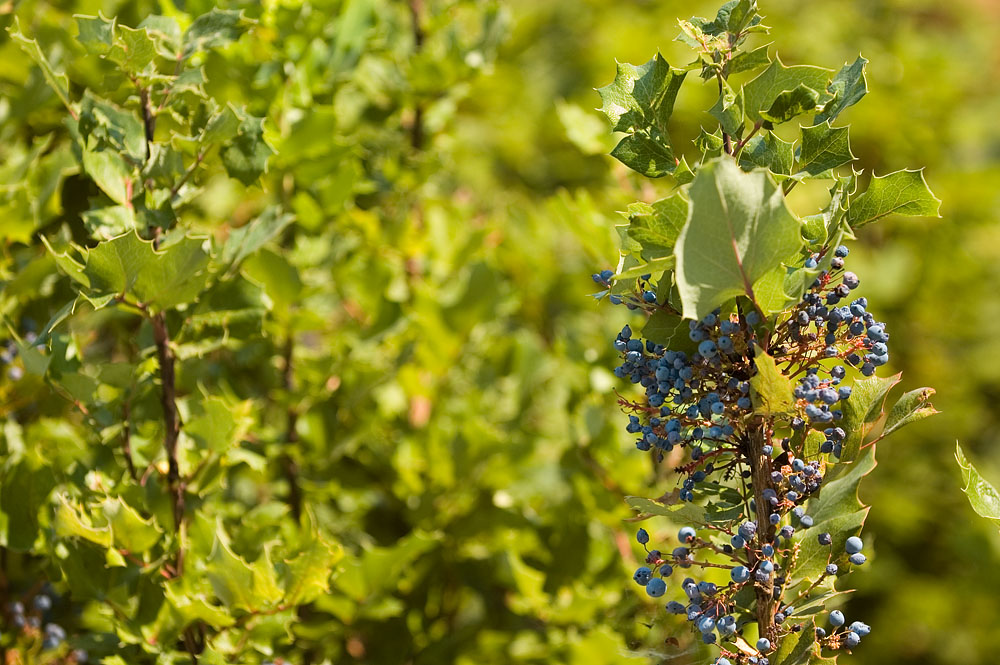 Oregon-grape 