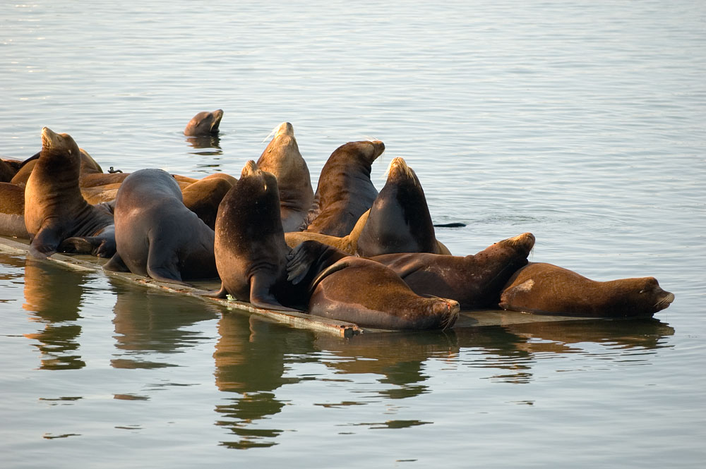 Sea Lions 