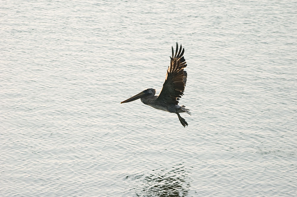 Pelican 