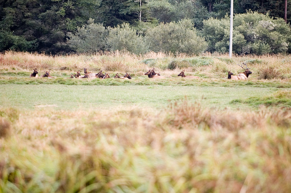 Elks on a Picnic 