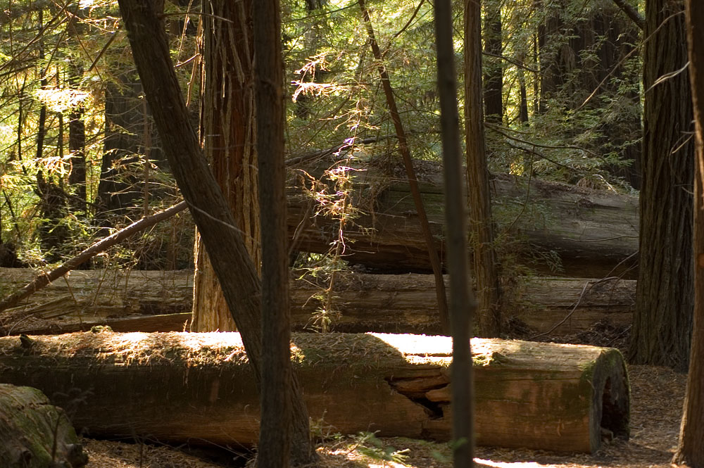 A pile of logs 