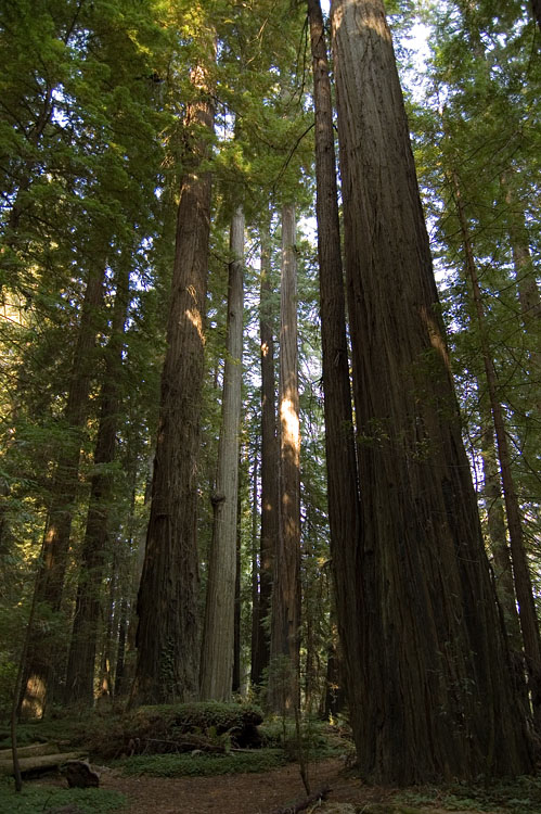 California Redwoods 