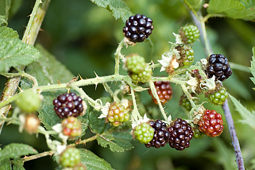 Tasty Blackberries 