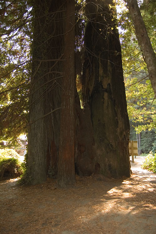 Backside of the Immoral Tree 