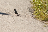 DSC_1968_White-crowned_Sparrow White-crowned Sparrow - Zonotrichia leucophrys