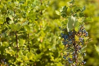 DSC_2148_Oregon-grape