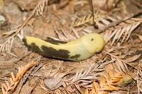 DSC_2312_Banana_Slug 