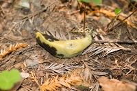 DSC_2317_Banana_Slug_Showing_its_Horns 